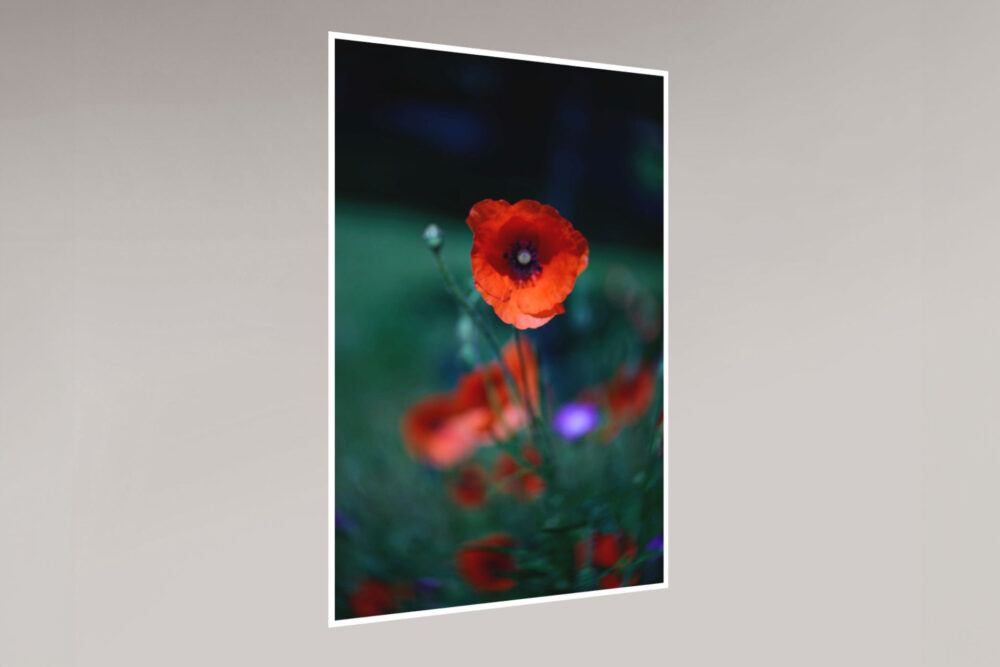 Fine Art Print - Poppies Blue - Demo